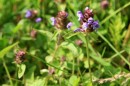 Kleine Brunelle - Prunella vulgaris * 1548 x 1032 * (383KB)